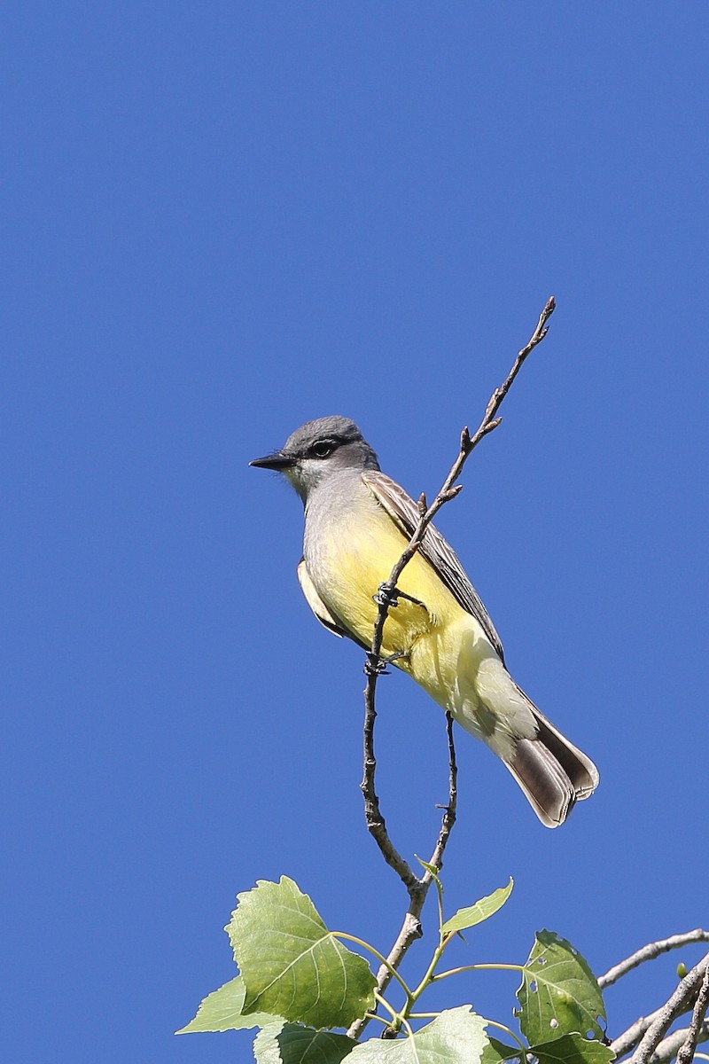 Cassin's Kingbird - ML617852086