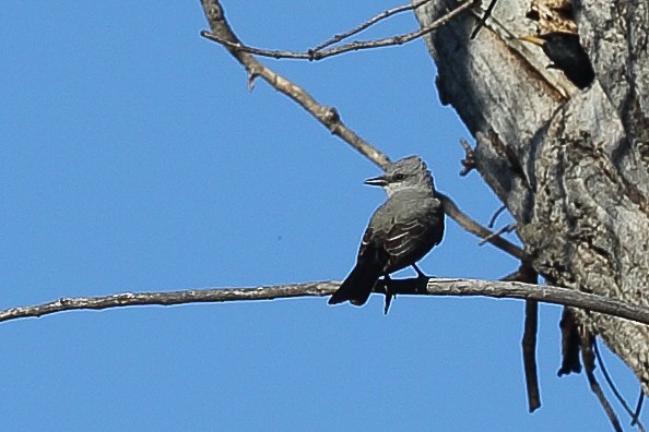 Western Kingbird - ML617852092