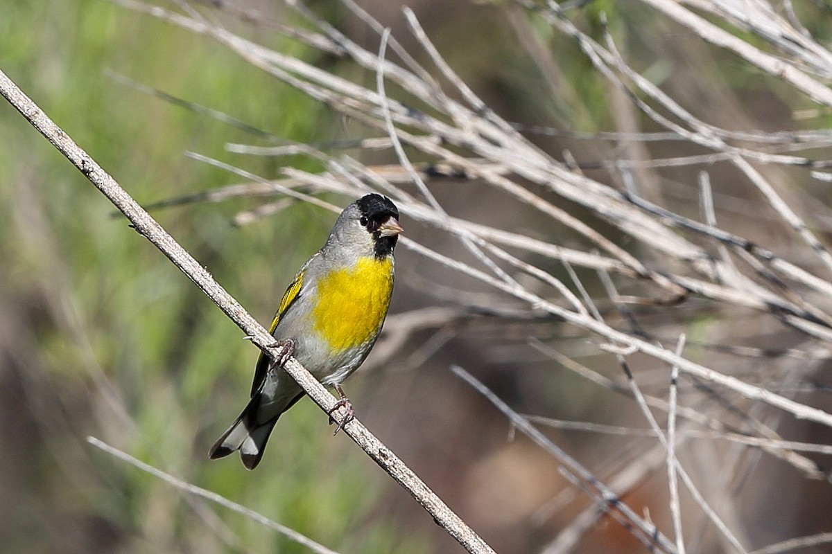 Lawrence's Goldfinch - ML617852115