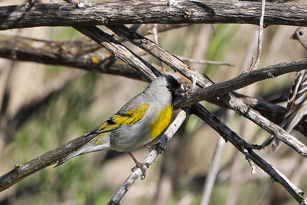 Lawrence's Goldfinch - ML617852116