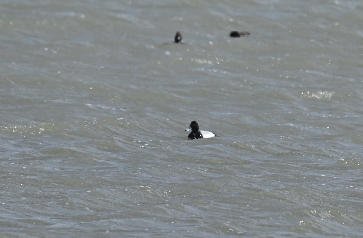 Lesser Scaup - ML617852159