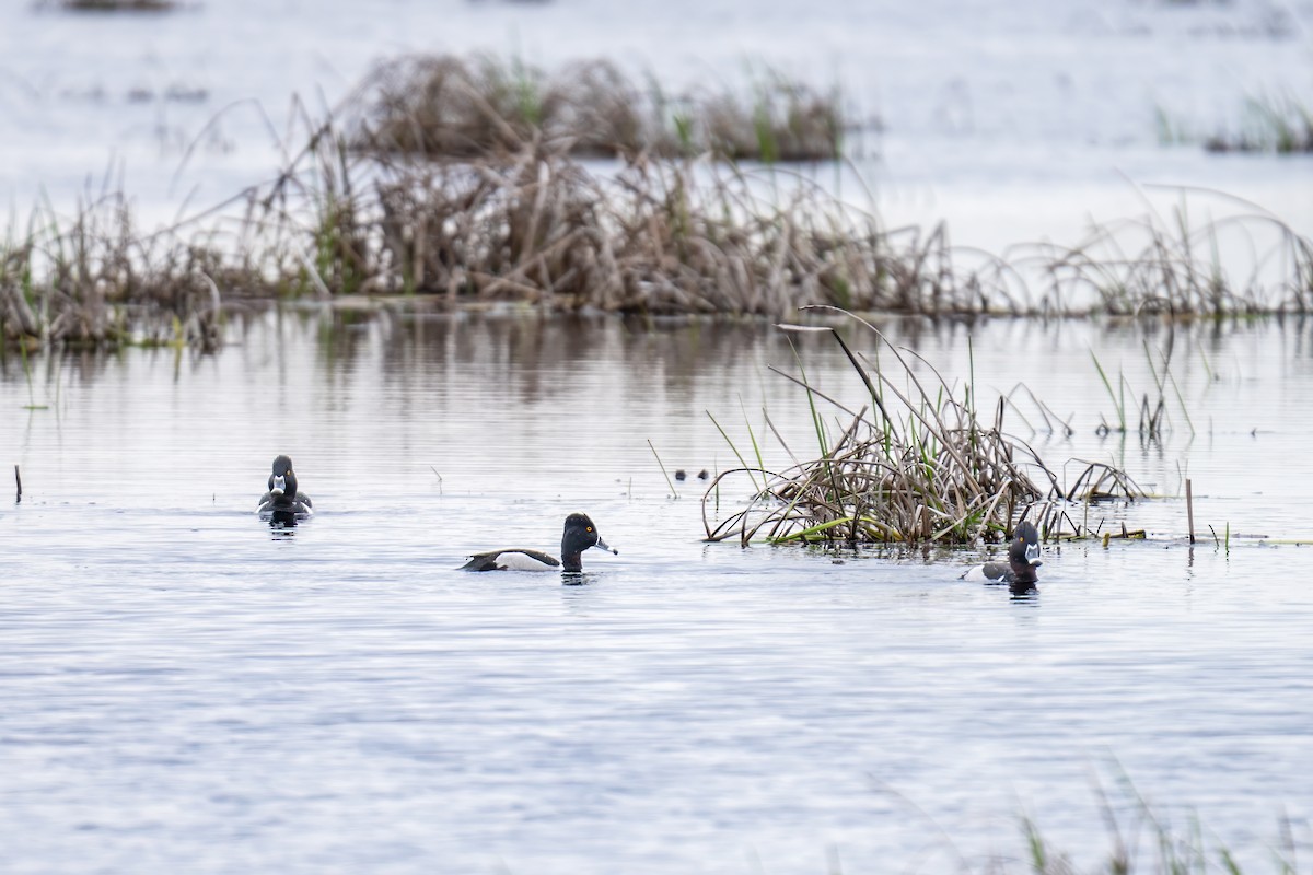 Ring-necked Duck - Matt Saunders