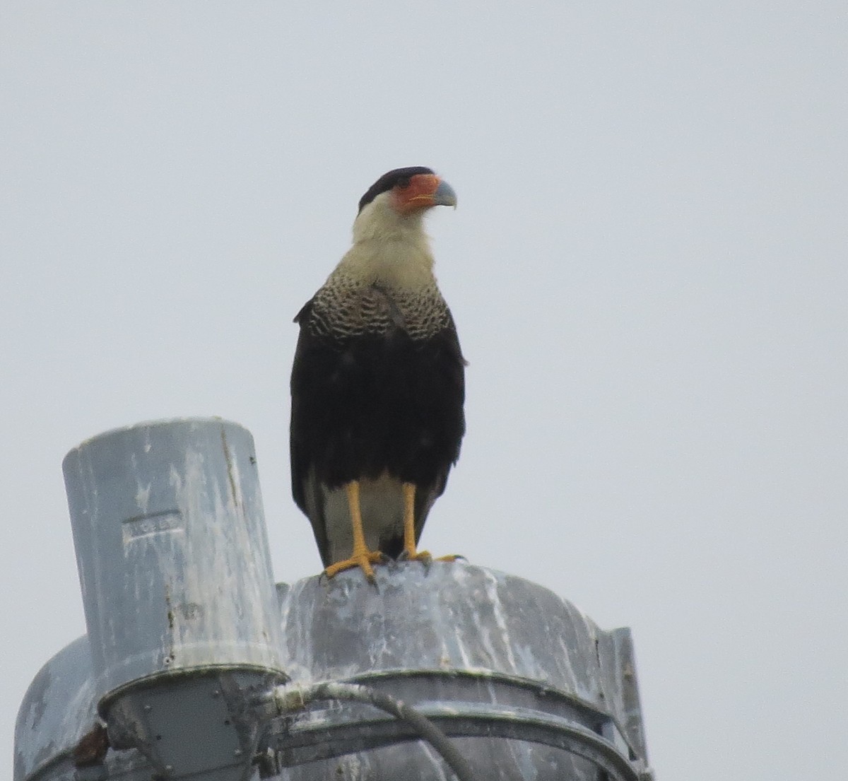 Crested Caracara - Mark Monroe