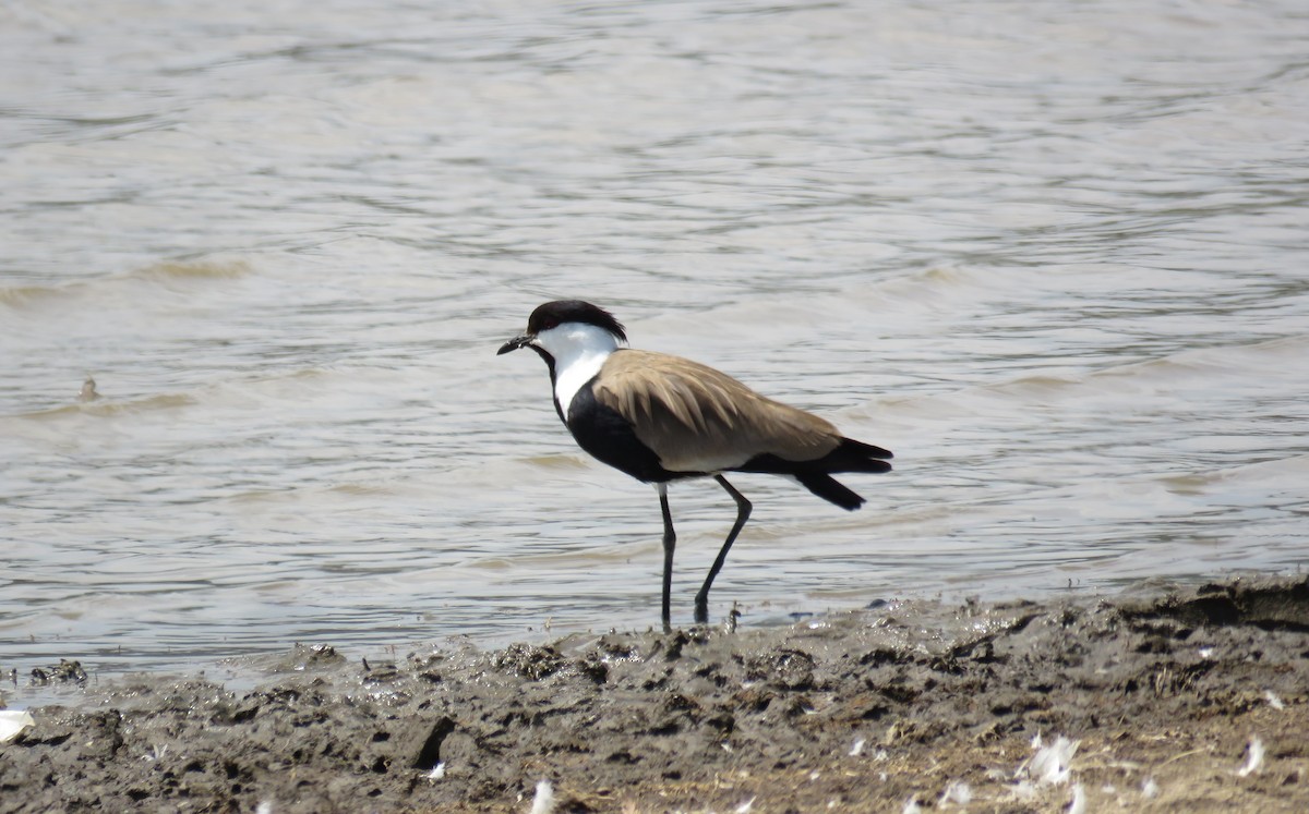 Spur-winged Lapwing - ML617852219