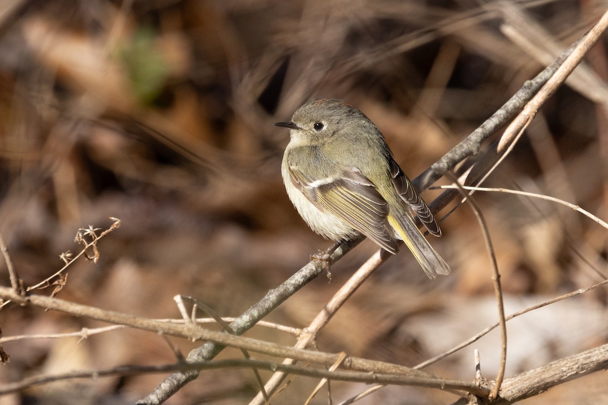 Ruby-crowned Kinglet - ML617852247