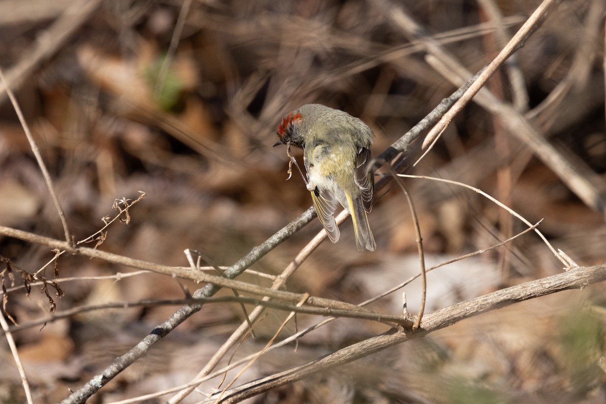 Ruby-crowned Kinglet - ML617852249