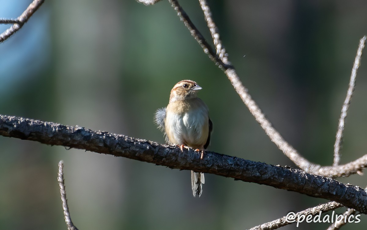 Bachman's Sparrow - Vernie Aikins