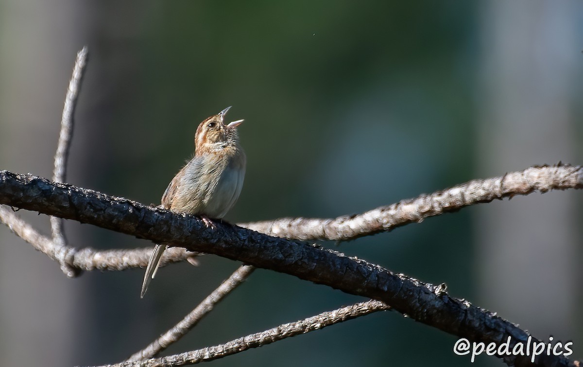 Bachman's Sparrow - ML617852254