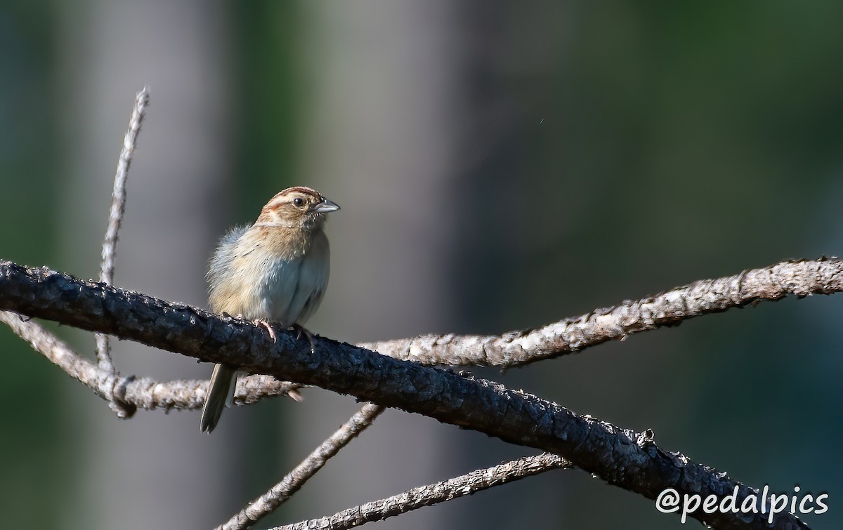 Bachman's Sparrow - Vernie Aikins