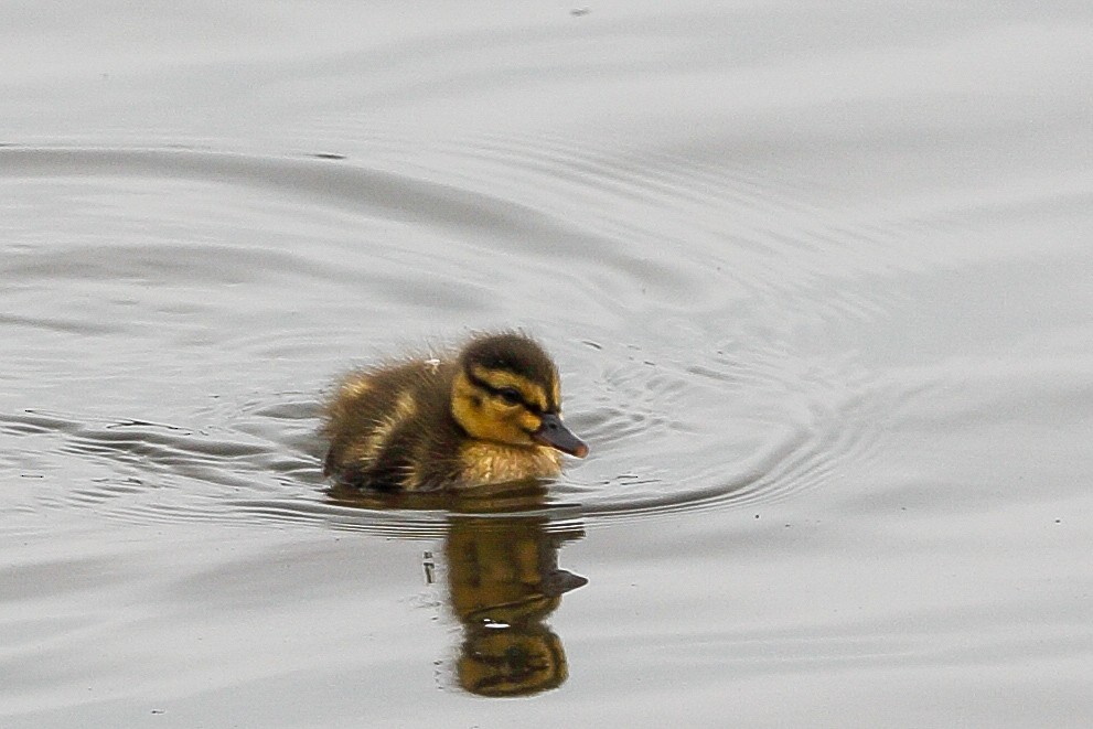 Mallard - Gerardo Marrón