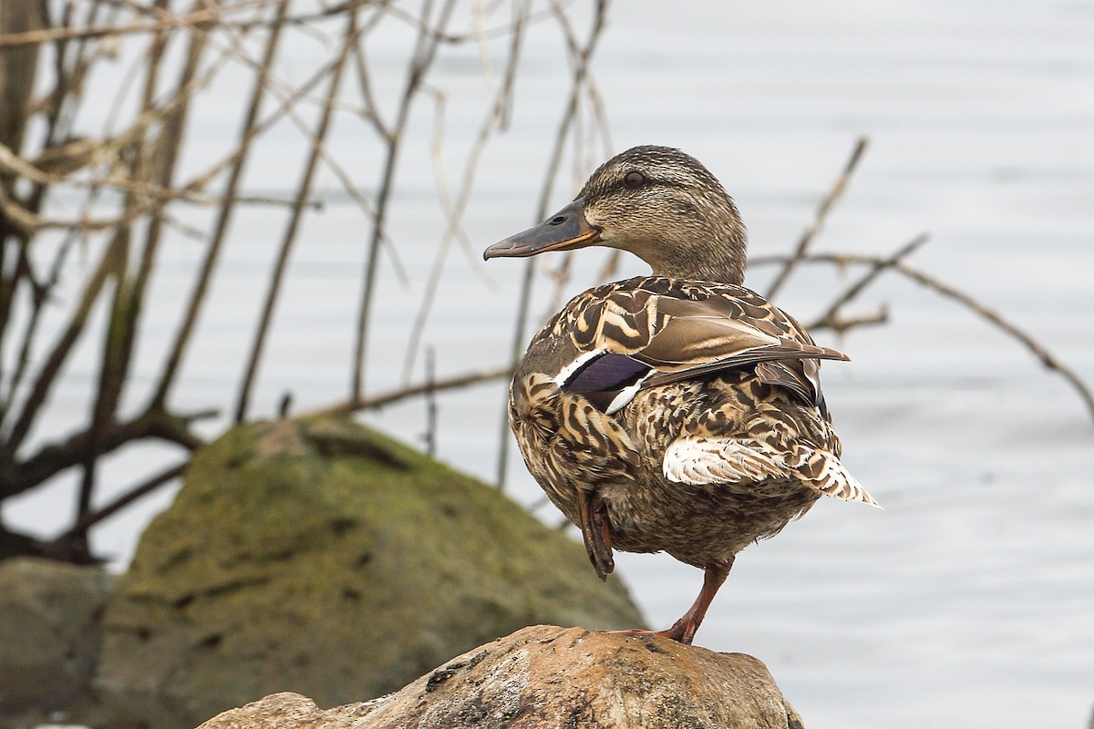 Mallard - ML617852267