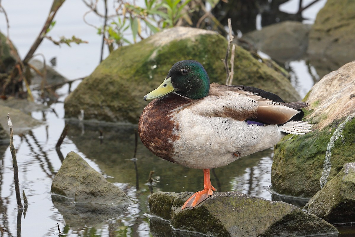 Mallard - ML617852272