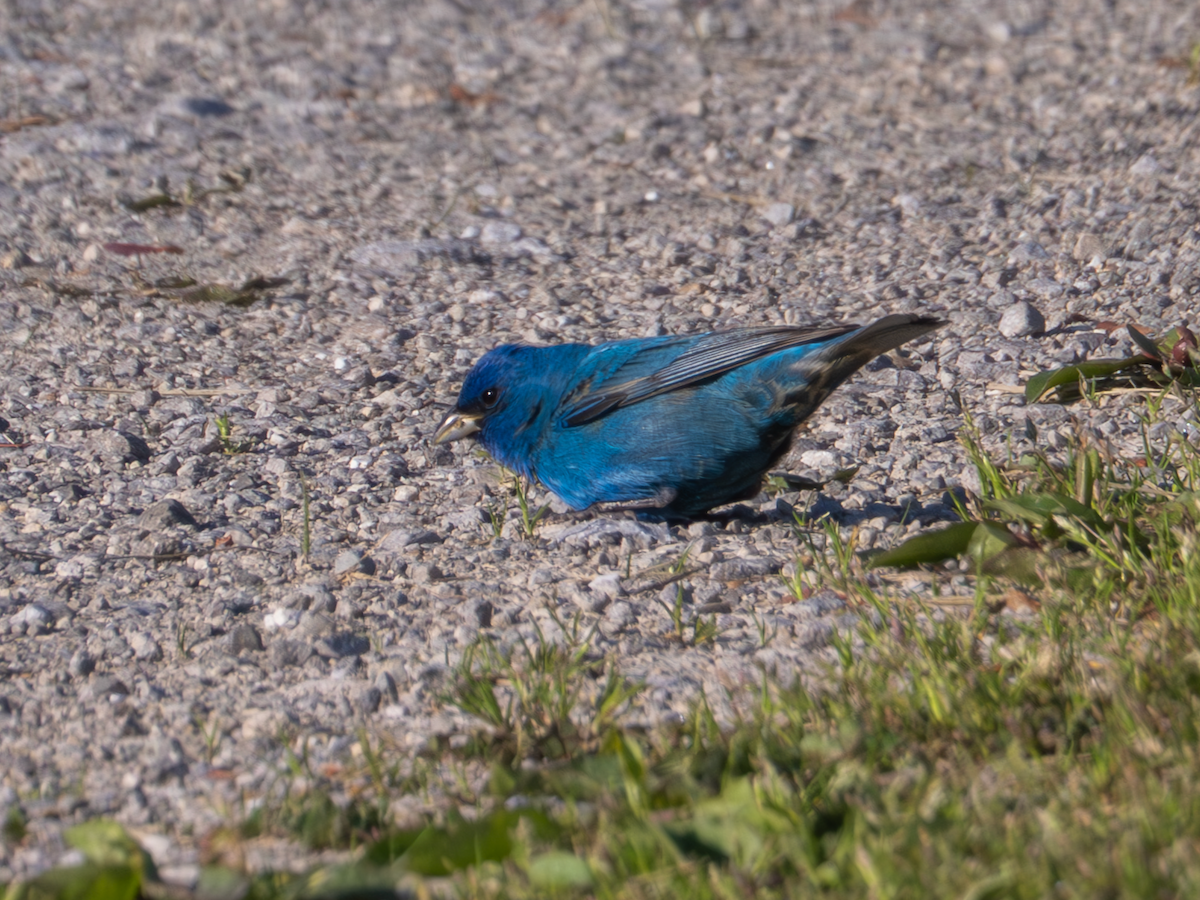 Indigo Bunting - George Bailey