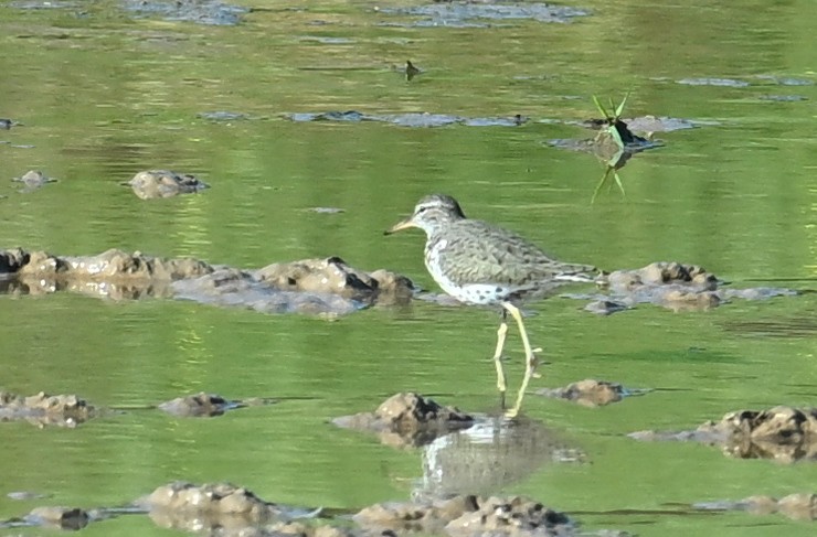 Spotted Sandpiper - ML617852355