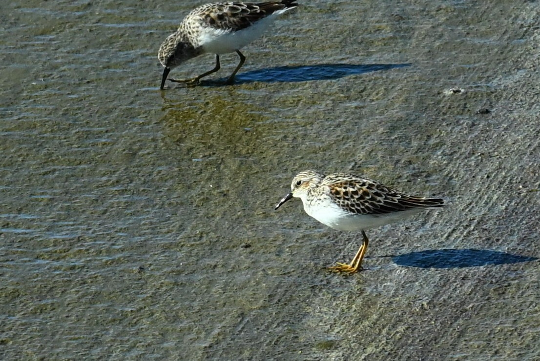 Least Sandpiper - Gary Yoder