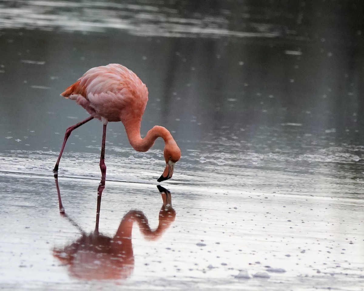 Flamant des Caraïbes - ML617852361