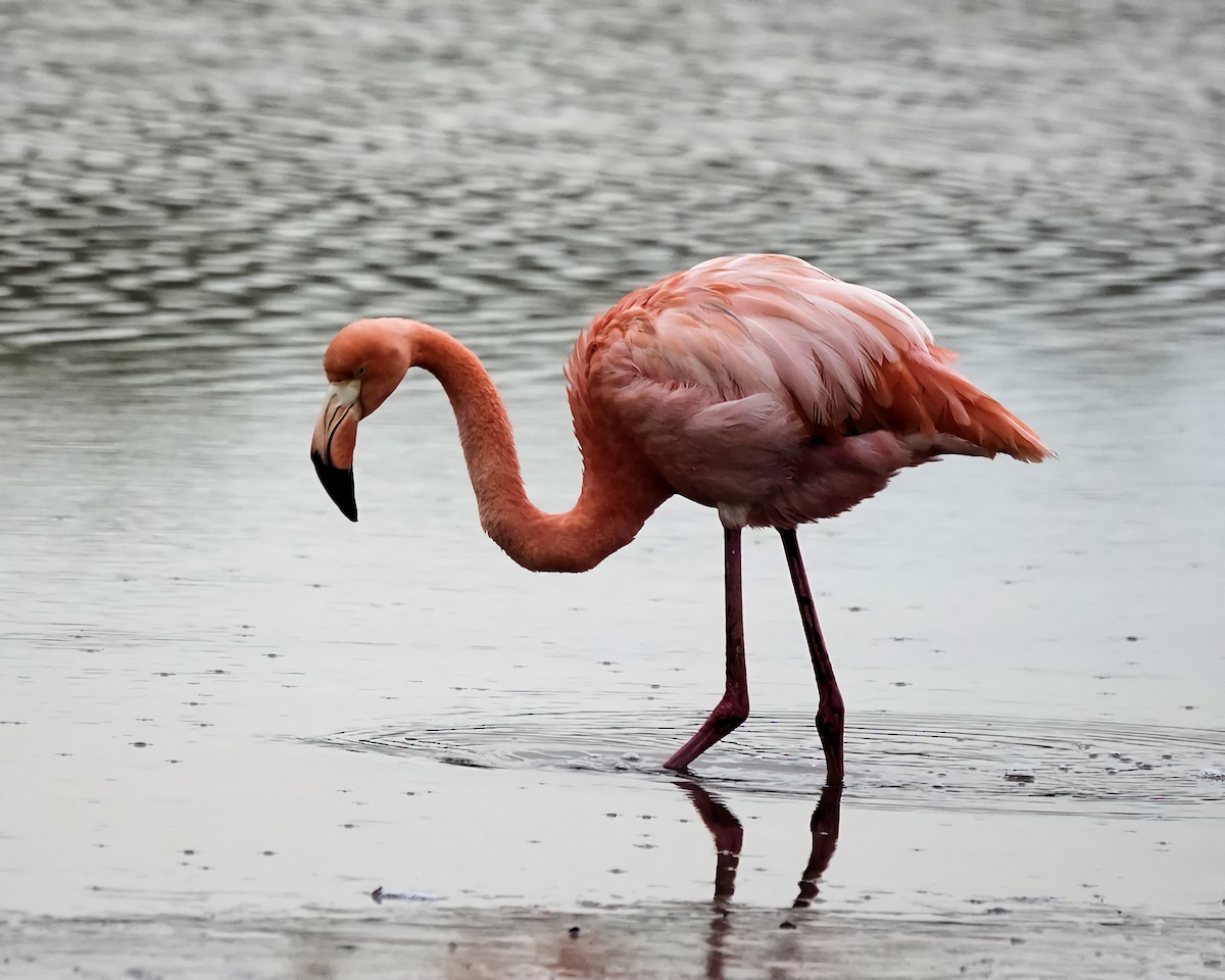 Flamant des Caraïbes - ML617852373