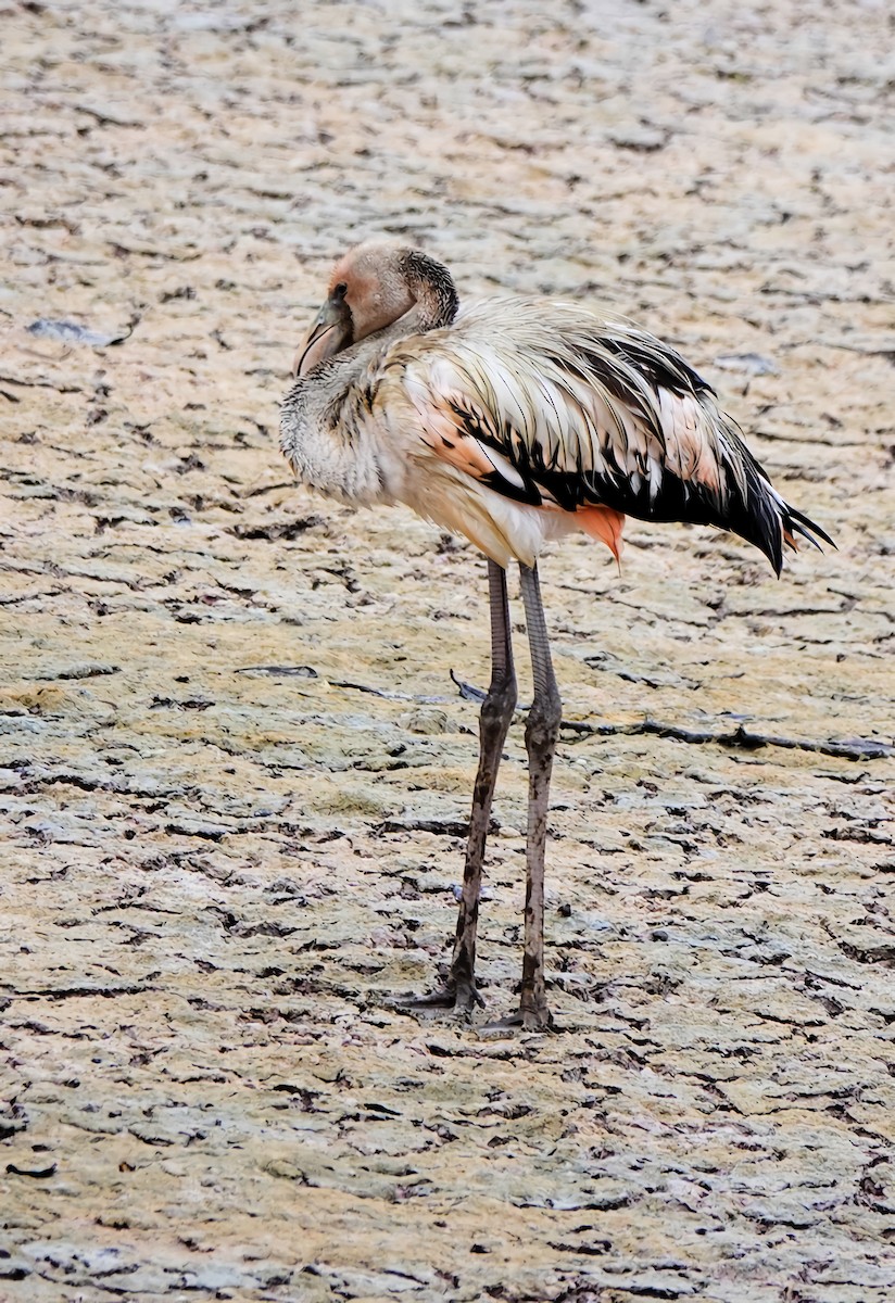 Flamant des Caraïbes - ML617852379