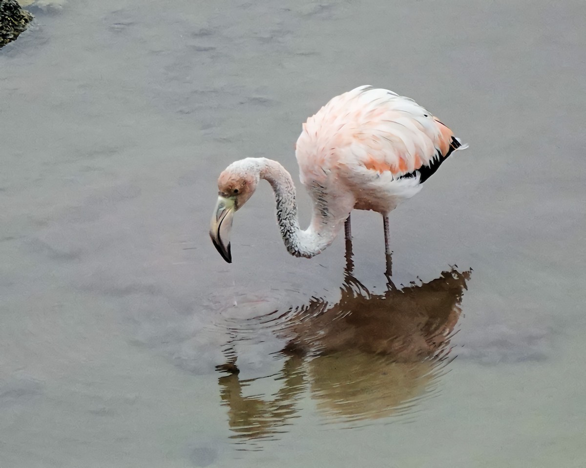 Flamant des Caraïbes - ML617852392