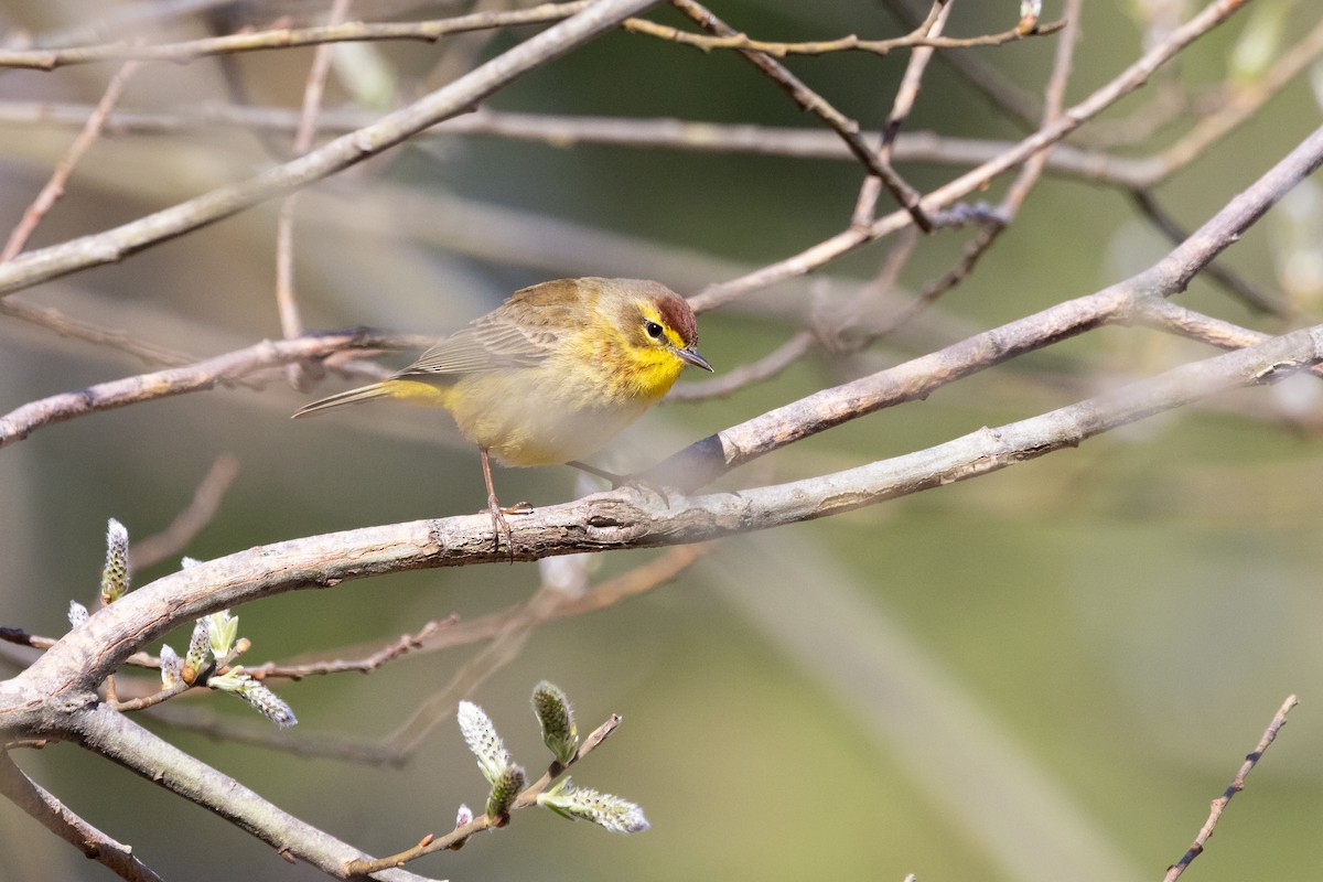 Palm Warbler - ML617852397