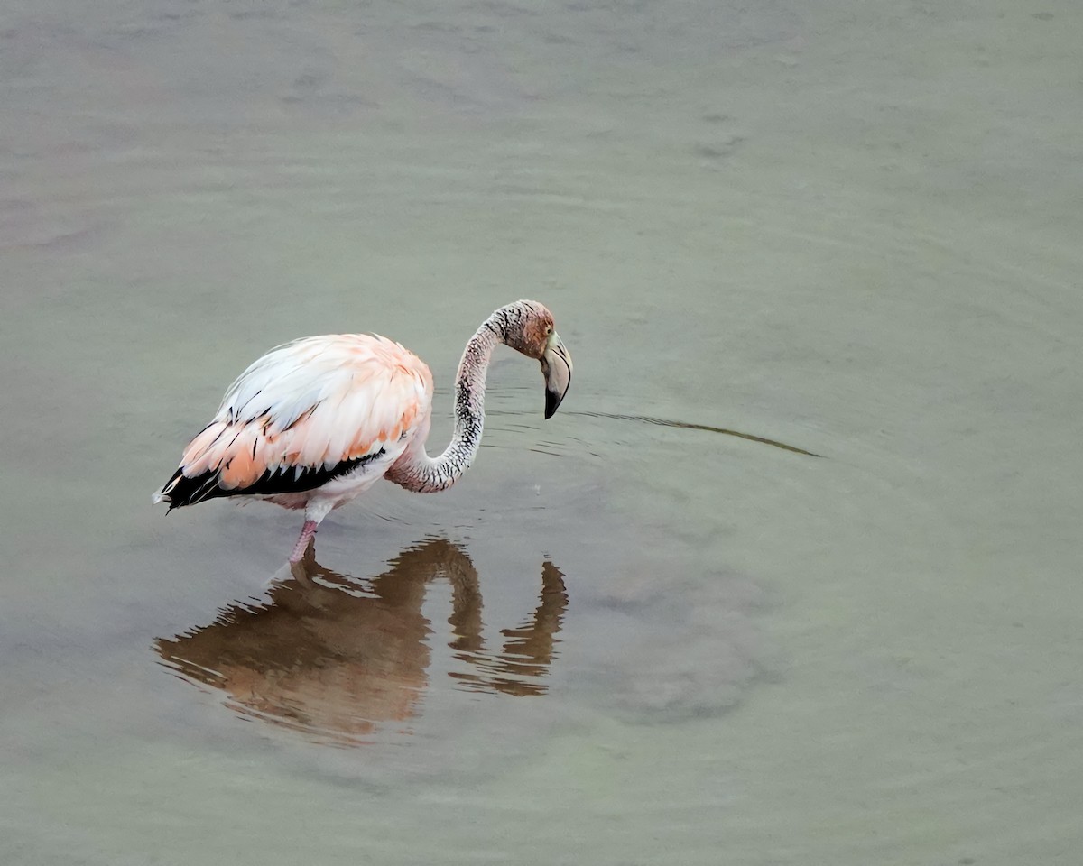 Amerika Flamingosu - ML617852402