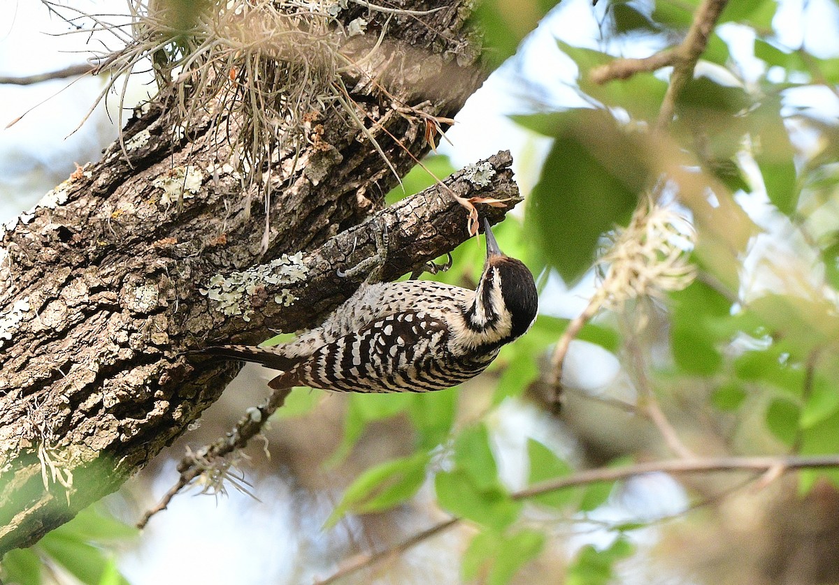 Ladder-backed Woodpecker - ML617852406