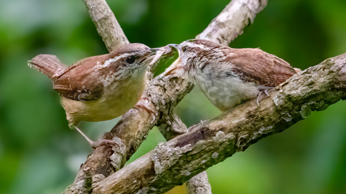 Carolina Wren - ML617852437