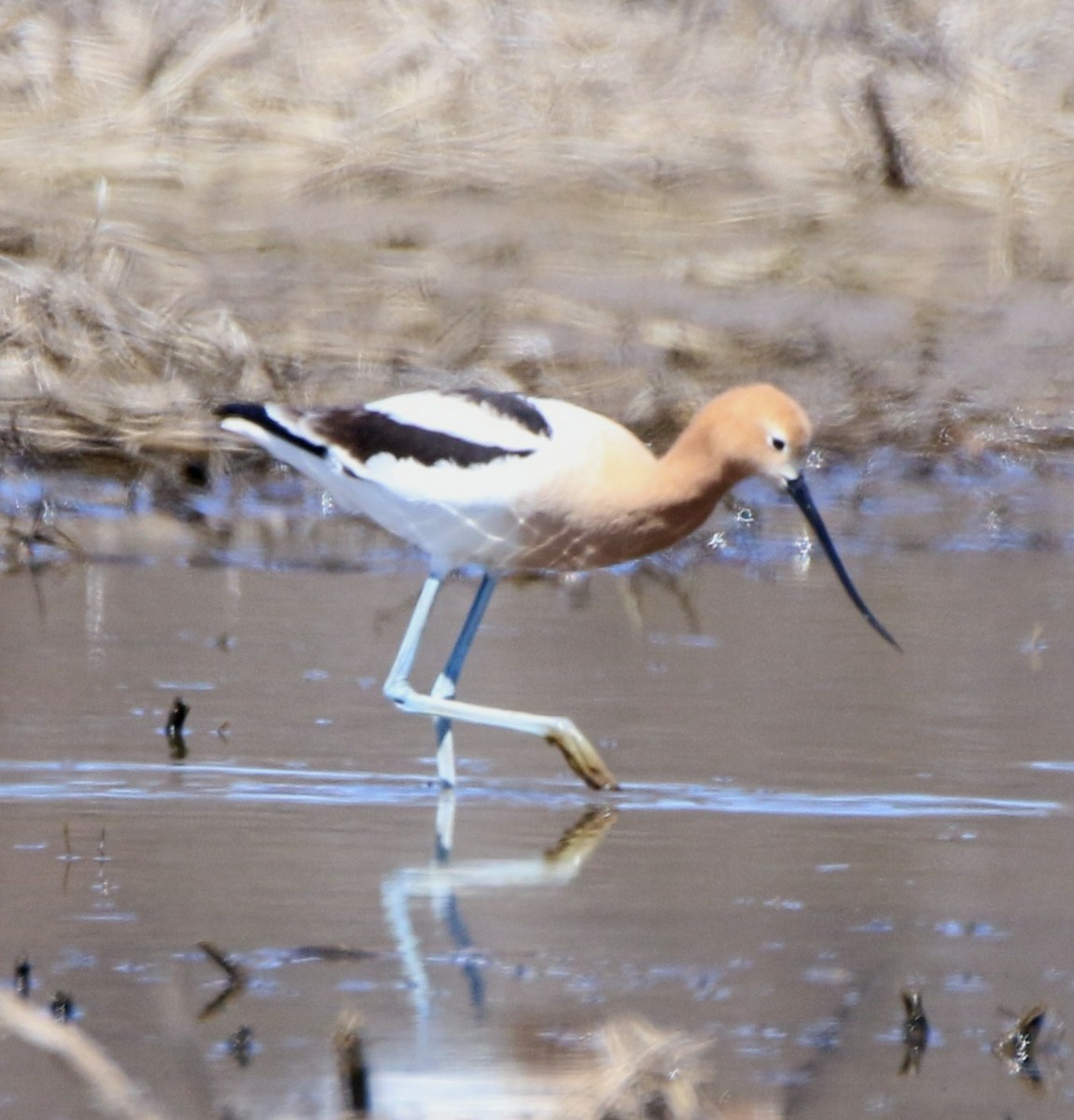 American Avocet - ML617852445