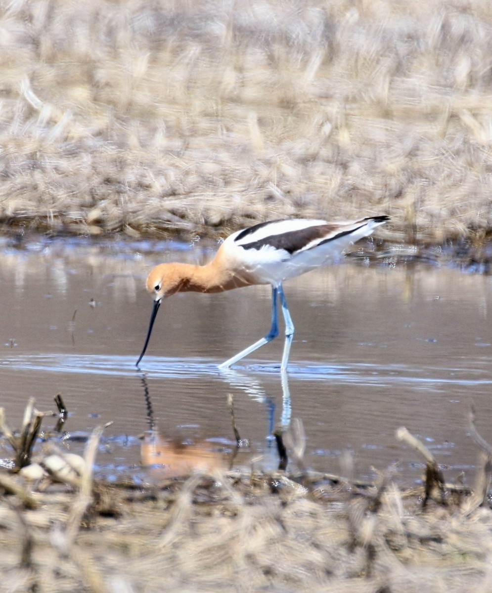 American Avocet - ML617852446