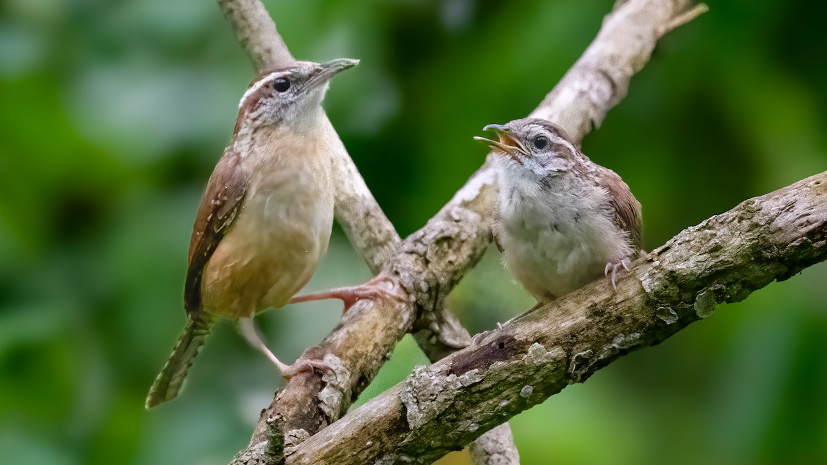 Carolina Wren - ML617852453