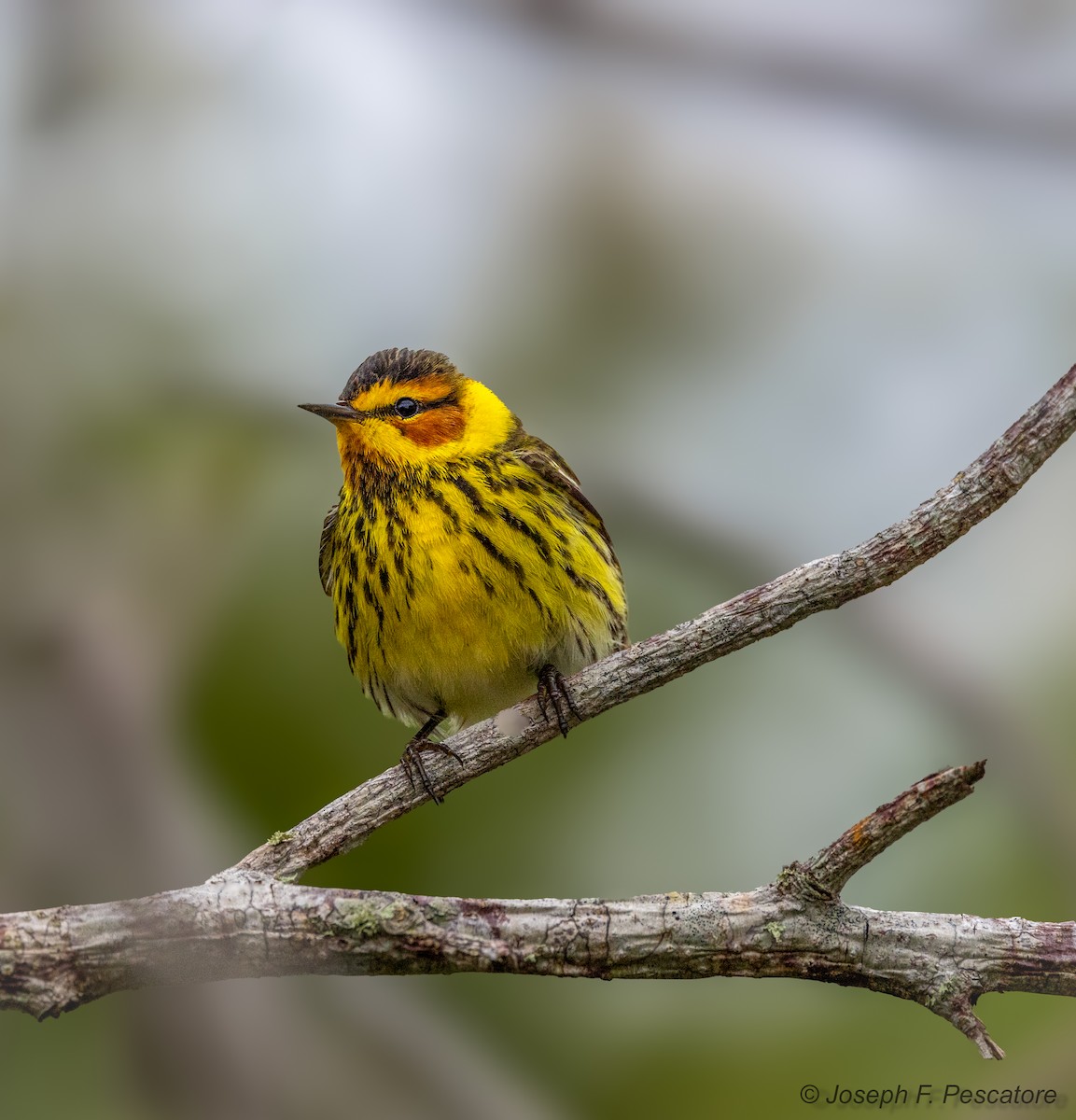 Cape May Warbler - ML617852479