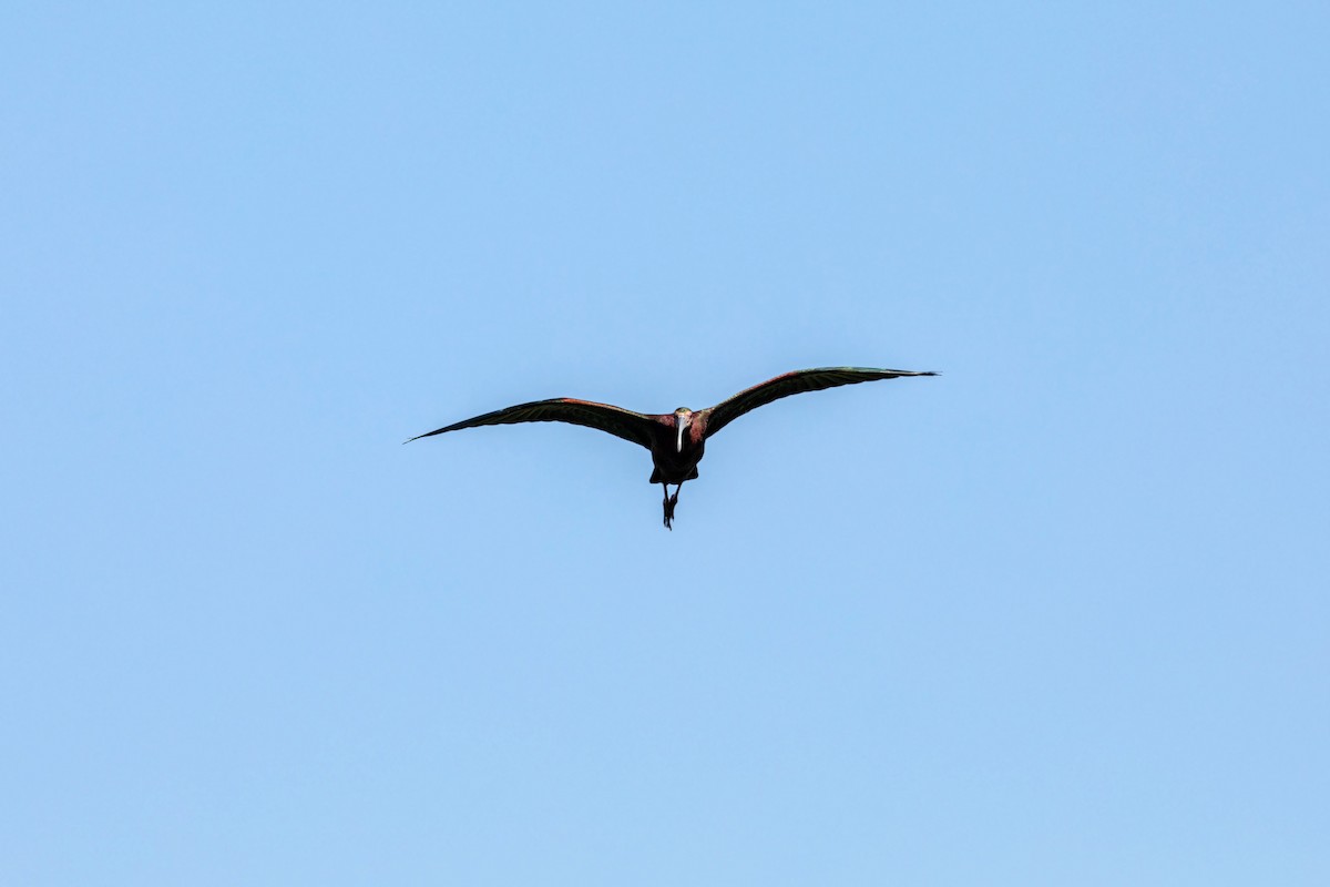 ibis americký - ML617852489