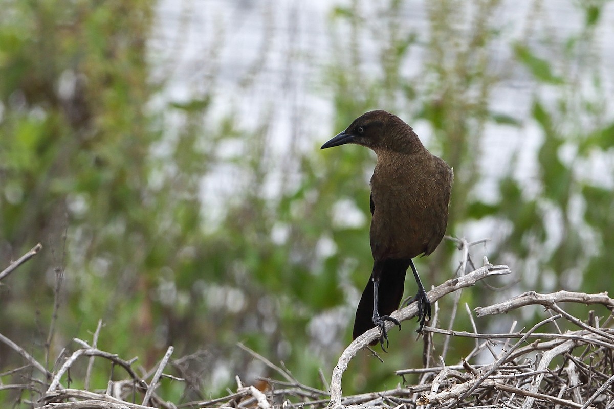 Great-tailed Grackle - Gerardo Marrón