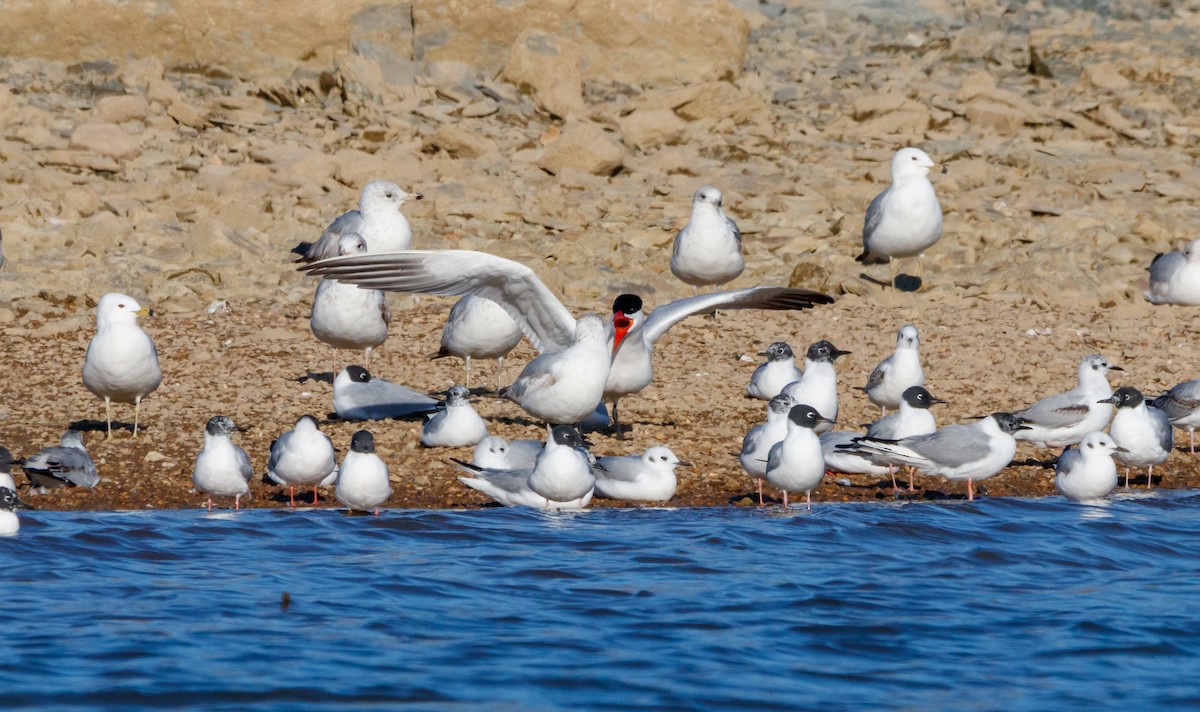 Caspian Tern - ML617852517