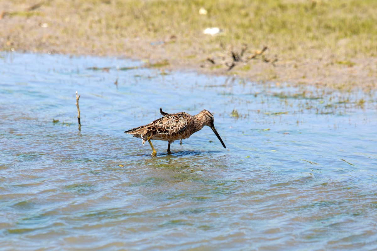 Long-billed Dowitcher - ML617852547