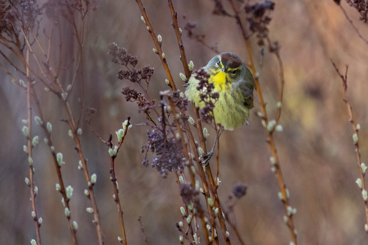 Palm Warbler - ML617852553