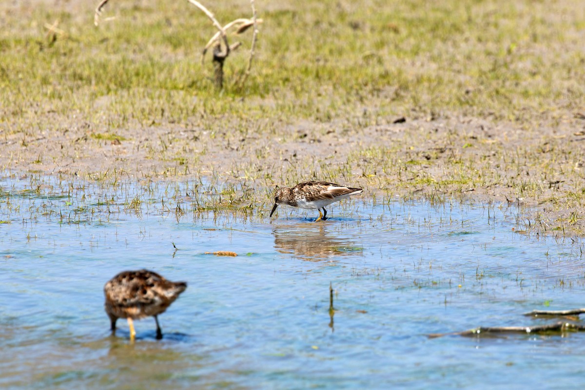 Least Sandpiper - ML617852554