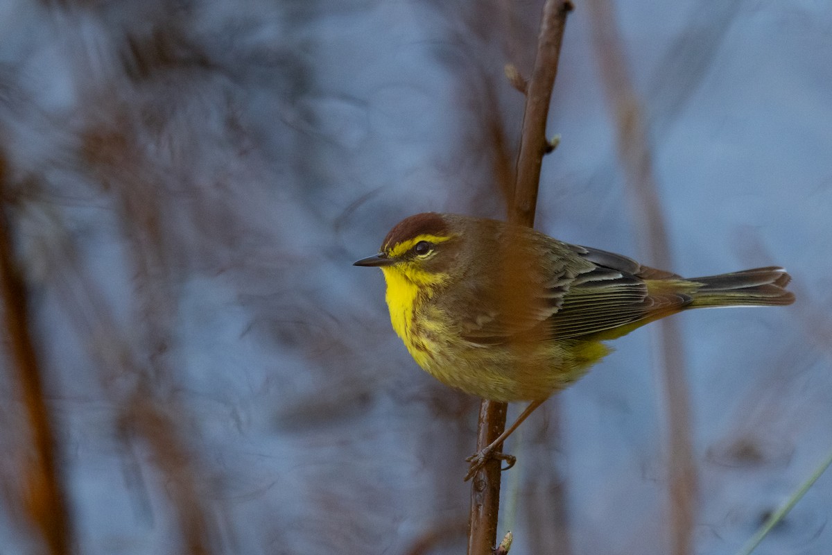 Paruline à couronne rousse - ML617852557