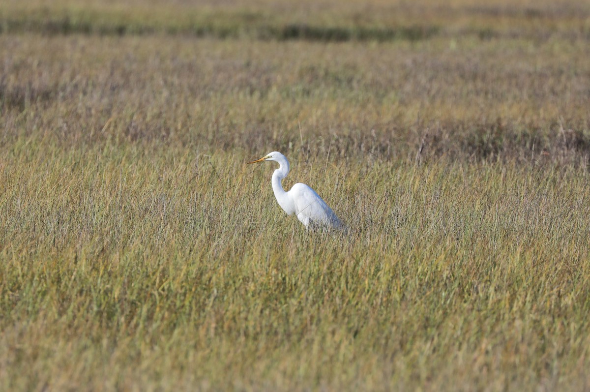 Great Egret - ML617852576