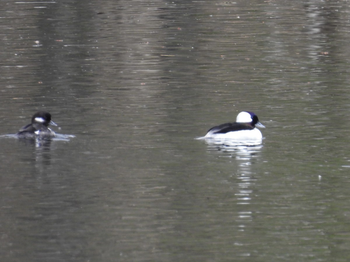 Bufflehead - ML617852582