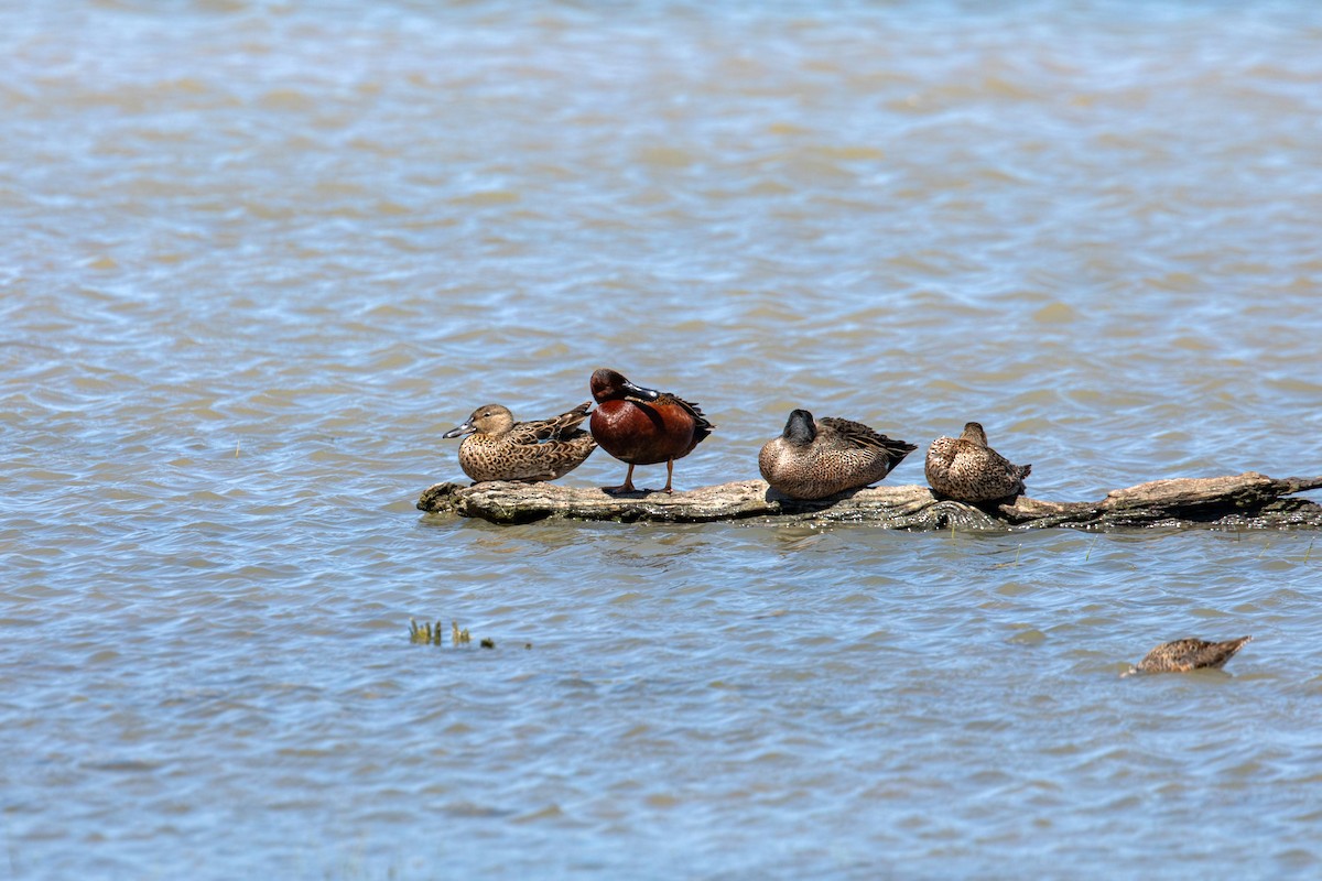 Cinnamon Teal - ML617852583