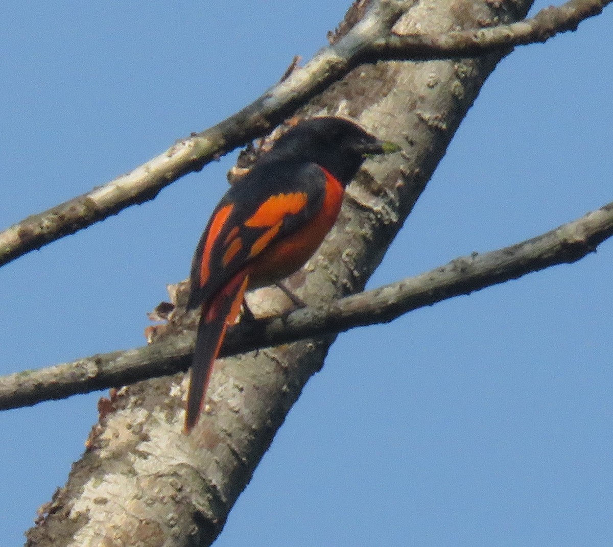 Orange Minivet - Kathryn Clouston