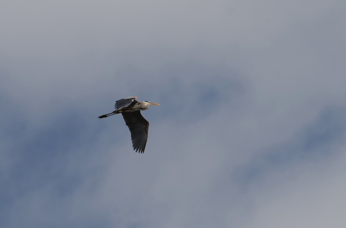 Great Blue Heron - ML617852617