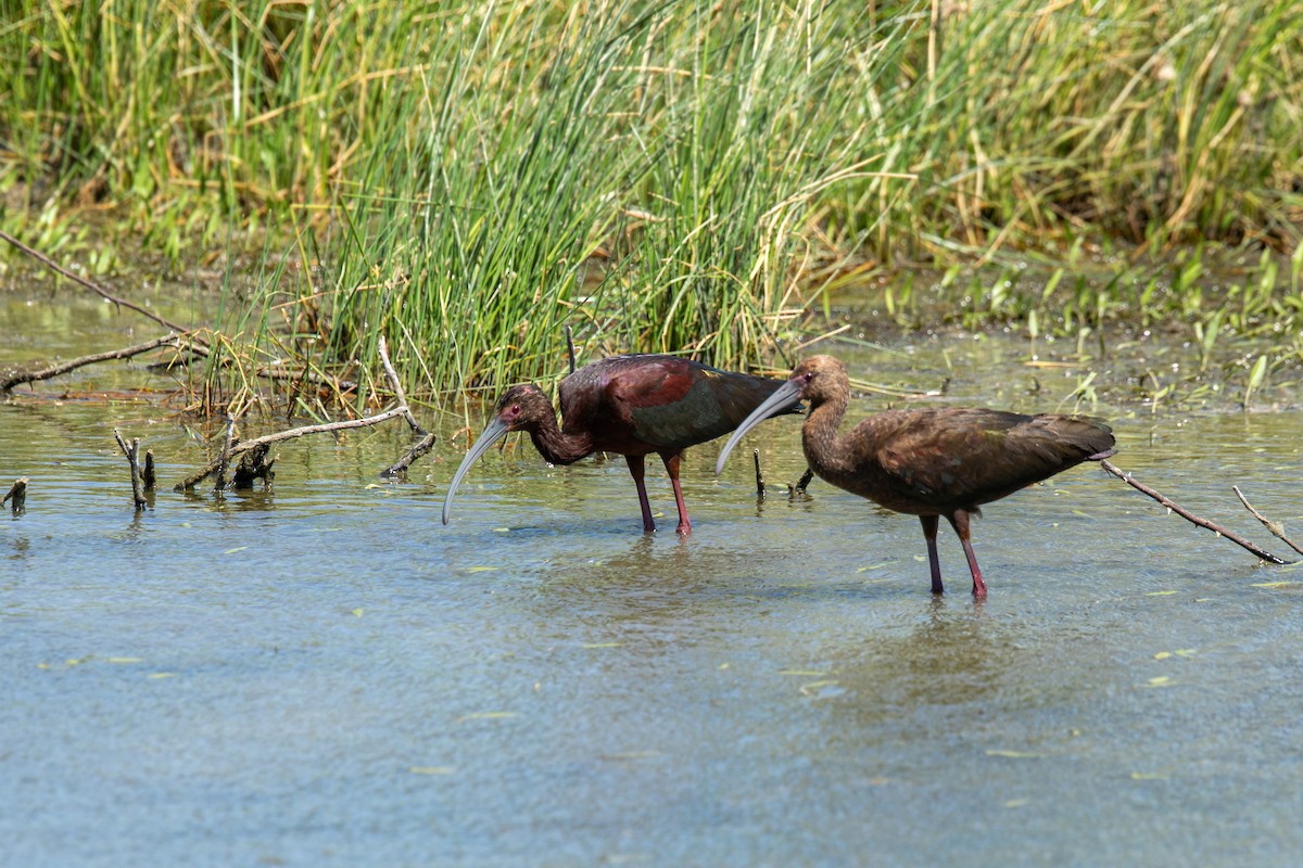 Ibis à face blanche - ML617852676