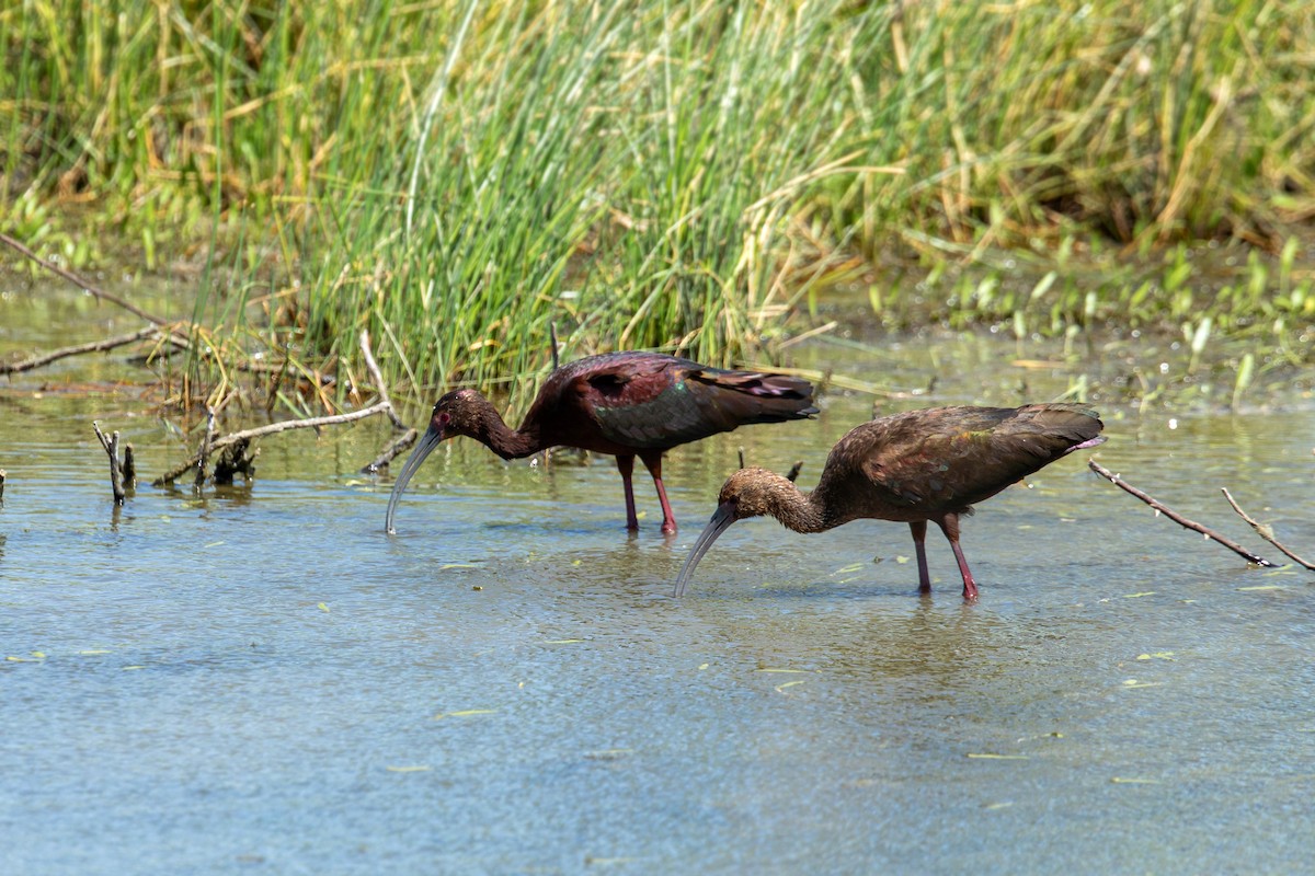 White-faced Ibis - ML617852677