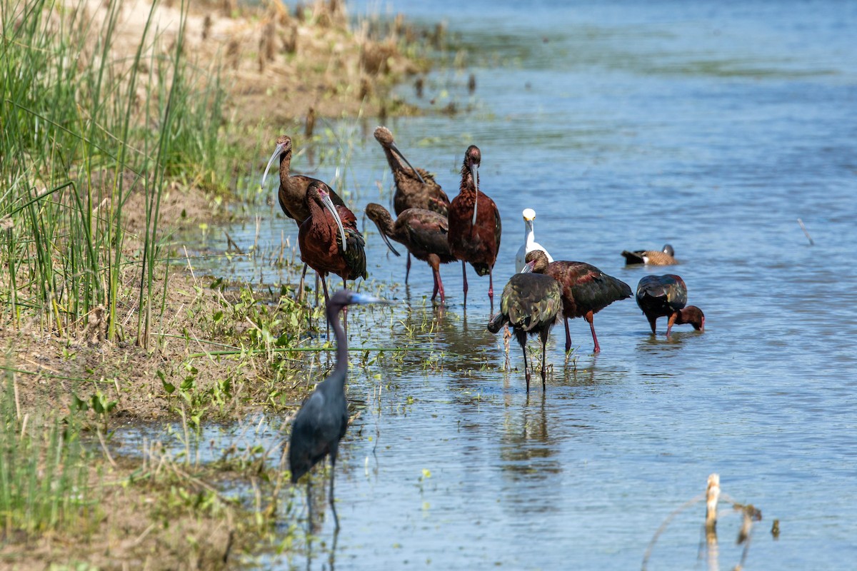 White-faced Ibis - ML617852680