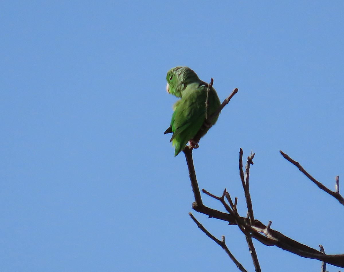 Green-rumped Parrotlet - Manuel Pérez R.