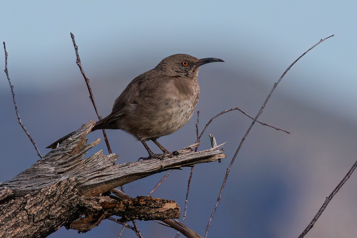 Curve-billed Thrasher - ML617852718