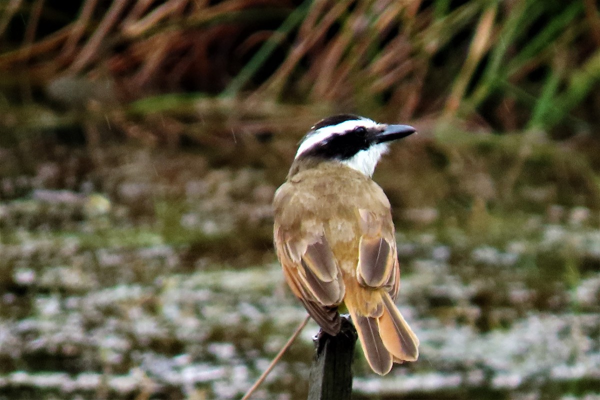 Great Kiskadee - ML617852752