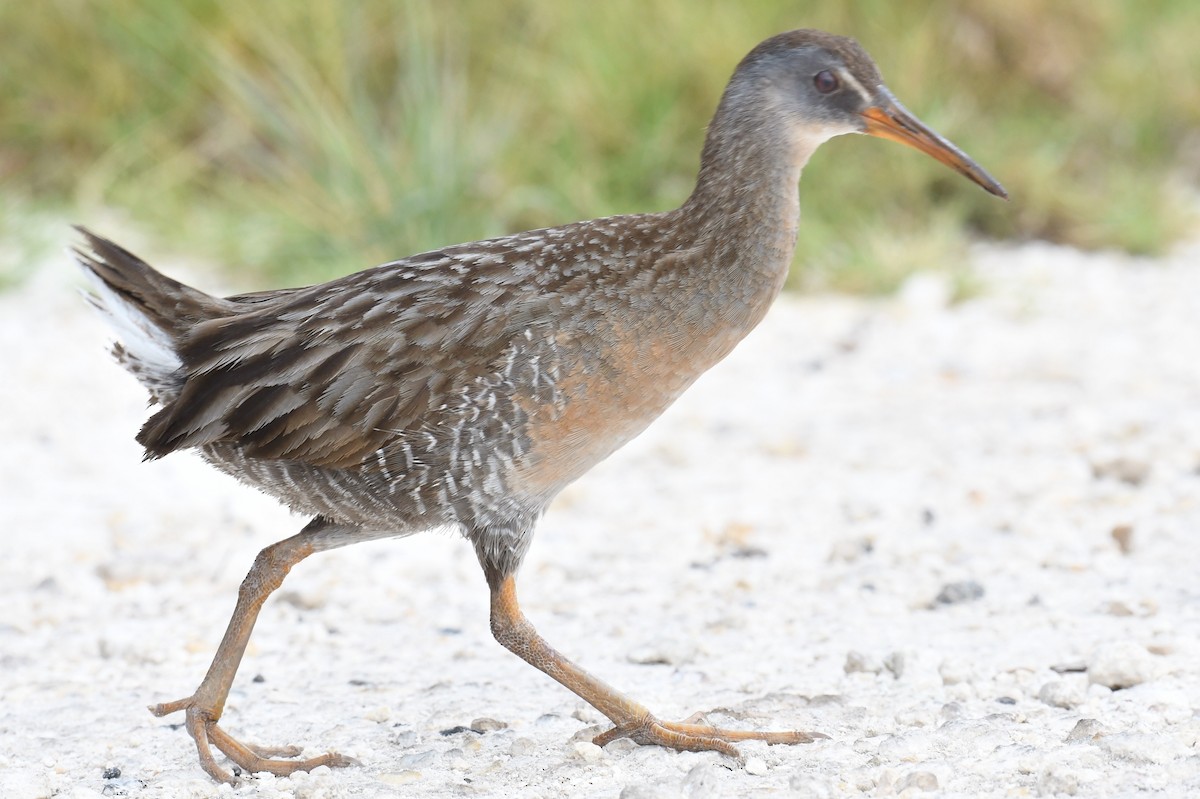 Clapper Rail - Thomas Dorazio